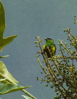 栗胸绿雀 / Chestnut-breasted Chlorophonia / Chlorophonia pyrrhophrys