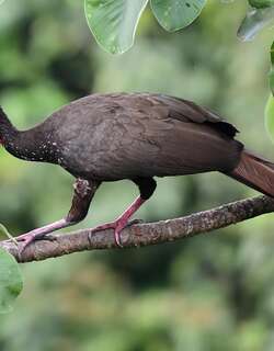 紫冠雉 / Crested Guan / Penelope purpurascens