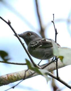 纳氏蚁鵙 / Natterer’s Slaty Antshrike / Thamnophilus stictocephalus