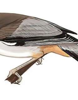 灰奇鹛 / Grey Sibia / Heterophasia gracilis