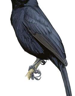 玻利维亚拟鹂 / Bolivian Blackbird / Oreopsar bolivianus