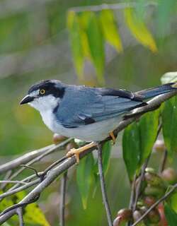 黑顶唐纳雀 / Hooded Tanager / Nemosia pileata