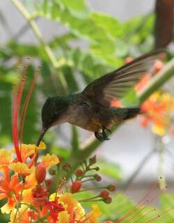 波多翠蜂鸟 / Puerto Rican Emerald / Riccordia maugaeus