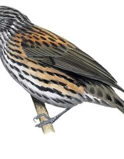 红背嗜蜜鸟 / Rufous-backed Honeyeater / Ptiloprora guisei