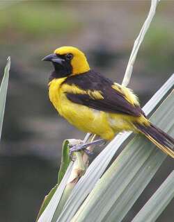 黄尾拟鹂 / Yellow-tailed Oriole / Icterus mesomelas