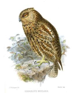 裸腿角鸮 / Seychelles Scops Owl / Otus insularis