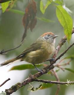 棕顶绿莺雀 / Rufous-crowned Greenlet / Hylophilus poicilotis