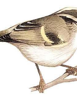 淡黄腰柳莺 / Lemon-rumped Warbler / Phylloscopus chloronotus