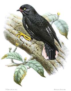 黑澳䴓 / Black Sittella / Daphoenositta miranda