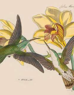 黑嘴金喉蜂鸟 / Tepui Goldenthroat / Polytmus milleri