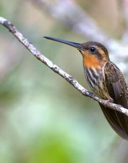 锯嘴蜂鸟 / Saw-billed Hermit / Ramphodon naevius