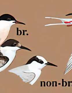 粉红燕鸥 / Roseate Tern / Sterna dougallii