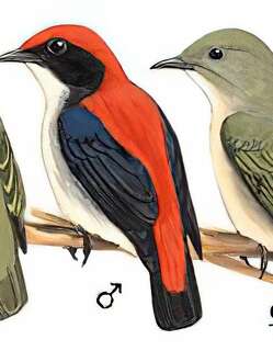 朱背啄花鸟 / Scarlet-backed Flowerpecker / Dicaeum cruentatum