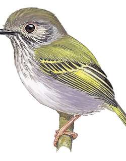 白胸侏霸鹟 / White-bellied Pygmy Tyrant / Myiornis albiventris