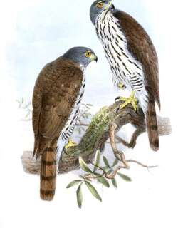 苏拉凤头鹰 / Sulawesi Goshawk / Accipiter griseiceps