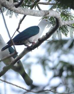 蓝尾皇鸠 / Elegant Imperial Pigeon / Ducula concinna