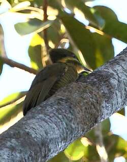 黄绿啄木鸟 / Golden-green Woodpecker / Piculus chrysochloros