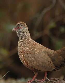 石鹑 / Stone Partridge / Ptilopachus petrosus