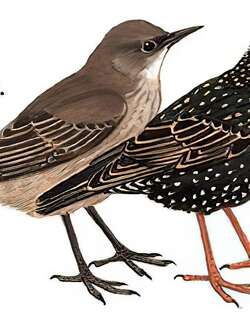 紫翅椋鸟 / Common Starling / Sturnus vulgaris