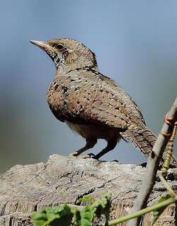 红胸蚁䴕 / Red-throated Wryneck / Jynx ruficollis