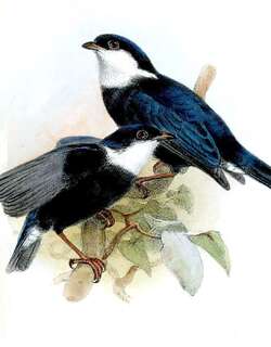 南美白皱领娇鹟 / White-bibbed Manakin / Corapipo leucorrhoa