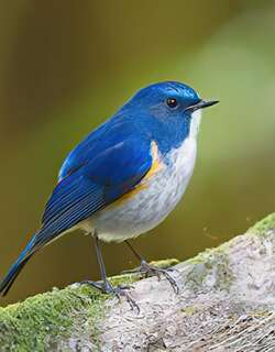 蓝眉林鸲 / Himalayan Bluetail / Tarsiger rufilatus