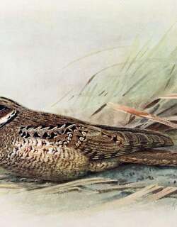 牙买加夜鹰 / Jamaican Poorwill / Siphonorhis americana