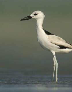 蟹鸻 / Crab-plover / Dromas ardeola