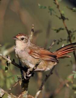 小棘雀 / Little Thornbird / Phacellodomus sibilatrix