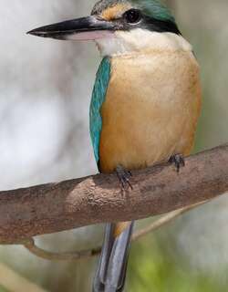 白眉翡翠 / Sacred Kingfisher / Todiramphus sanctus