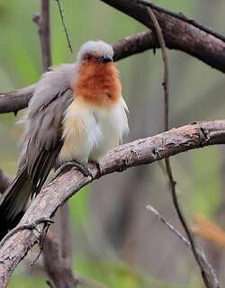小美洲鹃 / Dwarf Cuckoo / Coccycua pumila