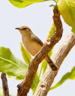 多氏扇尾莺 / Dorst’s Cisticola / Cisticola guinea