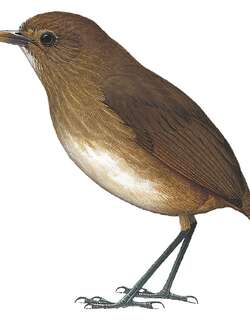 昆迪蚁鸫 / Cundinamarca Antpitta / Grallaria kaestneri