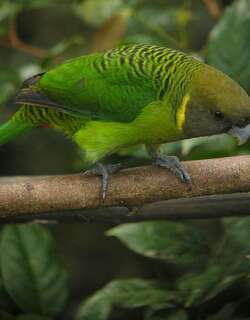 布氏鹦鹉 / Brehm’s Tiger Parrot / Psittacella brehmii