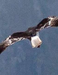 留尼汪鹞 / Reunion Harrier / Circus maillardi