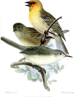 罗岛织雀 / Rodrigues Fody / Foudia flavicans
