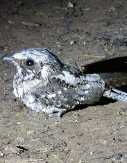 古巴夜鹰 / Cuban Nightjar / Antrostomus cubanensis