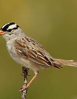 白冠带鹀 / White-crowned Sparrow / Zonotrichia leucophrys