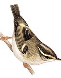 甘肃[黄腰]柳莺 / Gansu Leaf Warbler