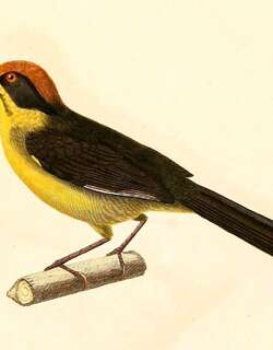 玻利维亚薮雀 / Bolivian Brushfinch / Atlapetes rufinucha