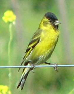 黑颏金翅雀 / Black-chinned Siskin / Spinus barbatus