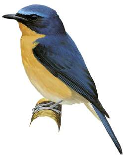 大蓝仙鹟 / Large Blue Flycatcher / Cyornis magnirostris