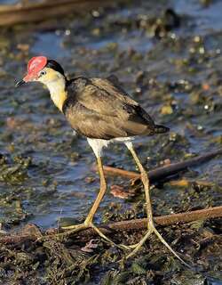 冠水雉 / Comb-crested Jacana / Irediparra gallinacea