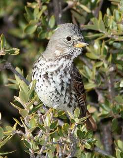 铅灰狐色雀鹀 / Slate-colored Fox Sparrow / Passerella schistacea