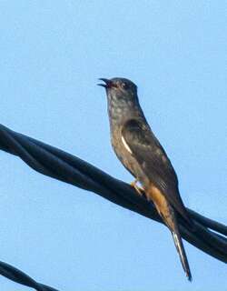 摩鹿加杜鹃 / Moluccan Cuckoo / Cacomantis aeruginosus