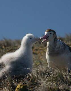 阿岛信天翁 / Amsterdam Albatross / Diomedea amsterdamensis