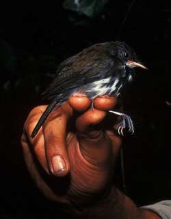 环蚁鹨 / Ringed Antpipit / Corythopis torquatus