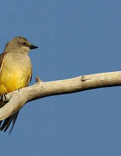 卡氏王霸鹟 / Cassin’s Kingbird / Tyrannus vociferans