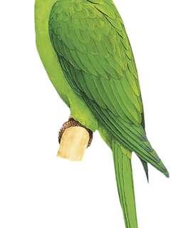 索岛鹦哥 / Socorro Parakeet / Psittacara brevipes