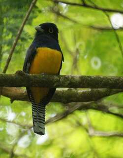紫头美洲咬鹃 / Guianan Trogon / Trogon violaceus